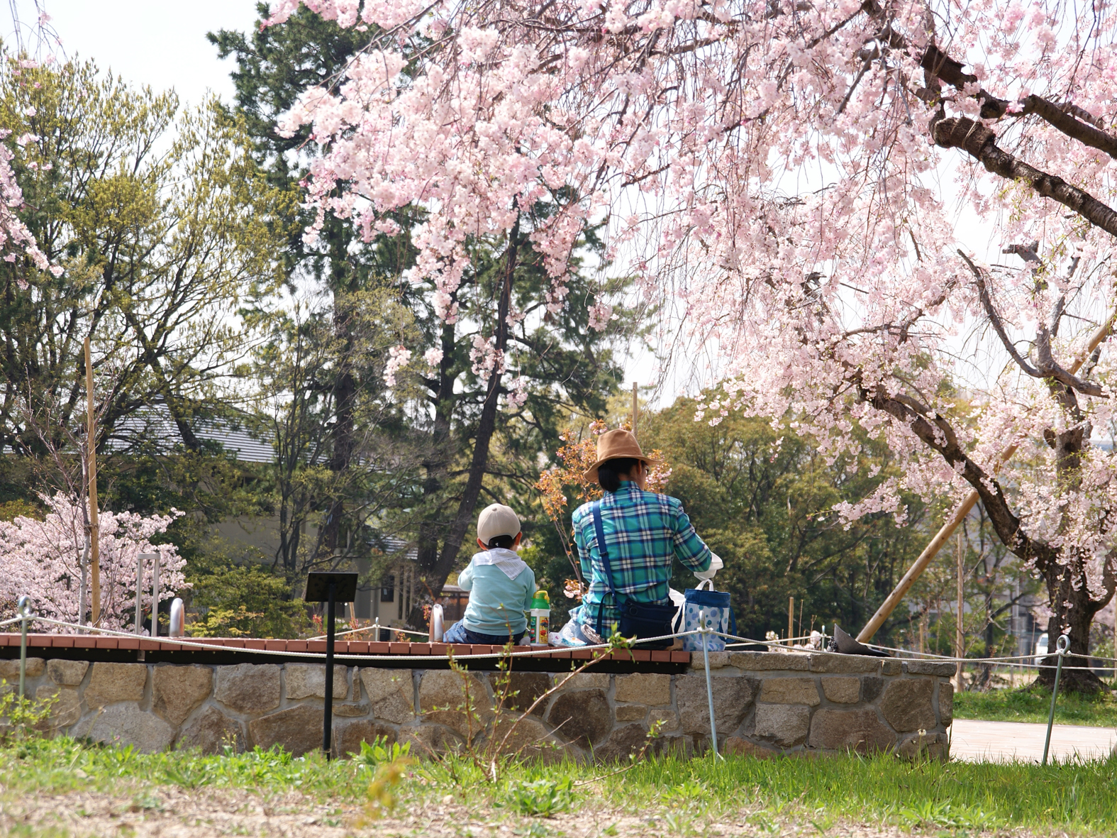 伊丹市緑ケ丘公園さくらの丘（基本・実施設計）