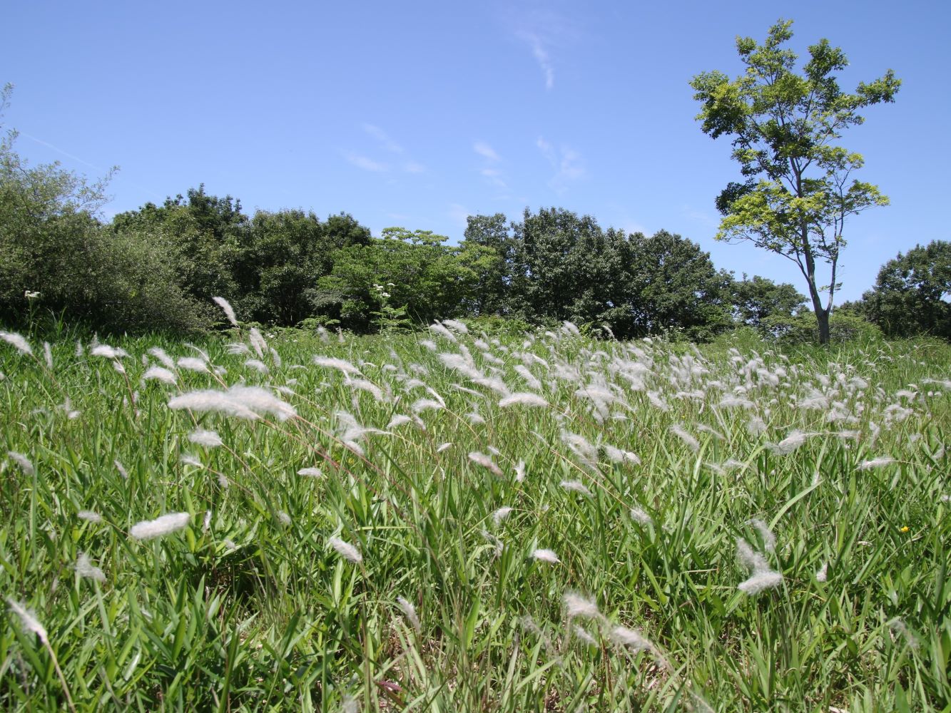 和泉市信太山丘陵里山自然公園管理運営及び活用手法検討業務